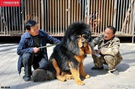 藏獒论坛，守护与传承的线上家园藏獒论坛板块