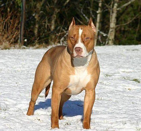 藏獒在线论坛，探索中国古老犬种的文化与交流平台藏獒在线论坛官网