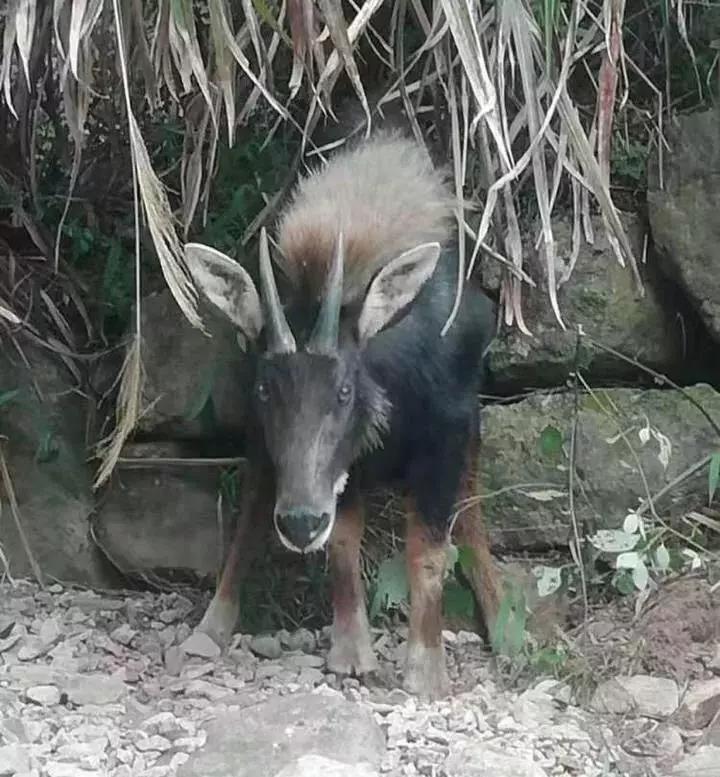 香港王四不像图